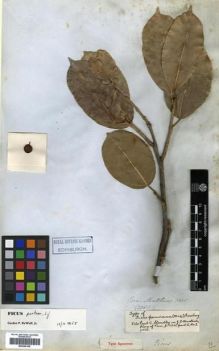 Type specimen at Edinburgh (E). Mathews, Andrew: 2061. Barcode: E00296108.
