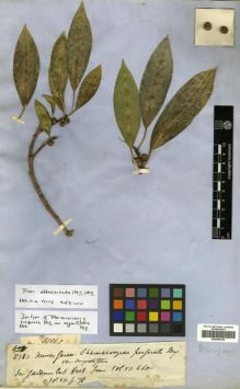 Type specimen at Edinburgh (E). Gardner, George: 5181. Barcode: E00296109.