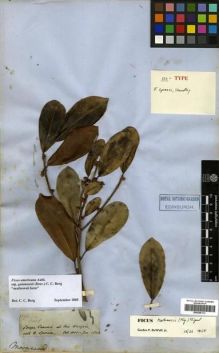 Type specimen at Edinburgh (E). Spruce, Richard: 2804. Barcode: E00296113.