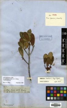 Type specimen at Edinburgh (E). Spruce, Richard: 2499. Barcode: E00296114.