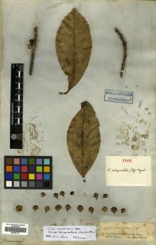 Type specimen at Edinburgh (E). Spruce, Richard: . Barcode: E00296115.
