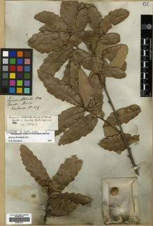 Type specimen at Edinburgh (E). Hartweg, Karl: 419. Barcode: E00296127.