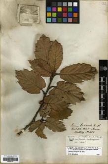 Type specimen at Edinburgh (E). Hartweg, Karl: 426. Barcode: E00296130.