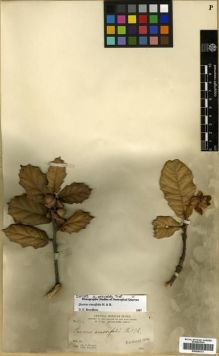 Type specimen at Edinburgh (E). Parry, Charles; Palmer, Edward: 836. Barcode: E00296131.