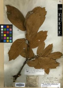 Type specimen at Edinburgh (E). Hartweg, Karl: . Barcode: E00296132.
