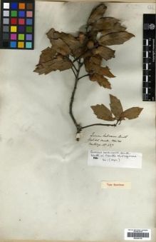 Type specimen at Edinburgh (E). Hartweg, Karl: 427. Barcode: E00296136.