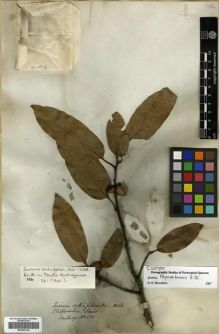 Type specimen at Edinburgh (E). Hartweg, Karl: 430. Barcode: E00296144.