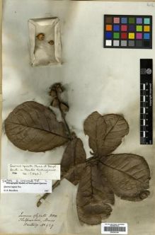 Type specimen at Edinburgh (E). Hartweg, Karl: 429. Barcode: E00296146.