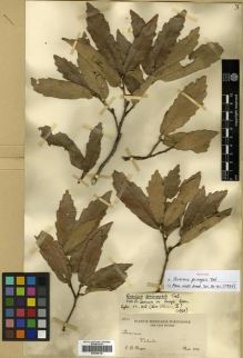 Type specimen at Edinburgh (E). Purpus, Carl: 4941. Barcode: E00296148.