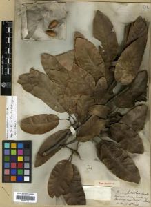 Type specimen at Edinburgh (E). Hartweg, Karl: 420. Barcode: E00296155.