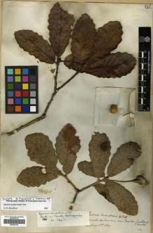 Type specimen at Edinburgh (E). Hartweg, Karl: 564. Barcode: E00296156.