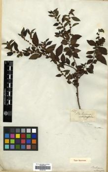Type specimen at Edinburgh (E). Mathews, Andrew: 669. Barcode: E00296159.