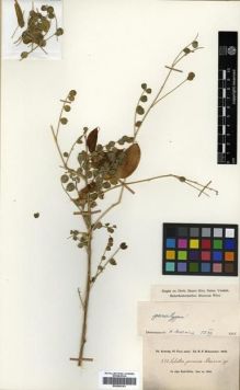 Type specimen at Edinburgh (E). Kotschy, Carl (Karl): 511. Barcode: E00296163.