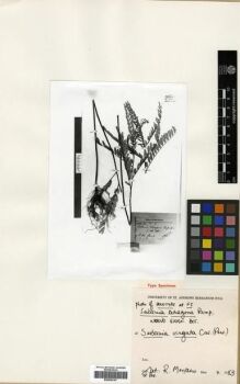 Type specimen at Edinburgh (E). : 1426. Barcode: E00296167.