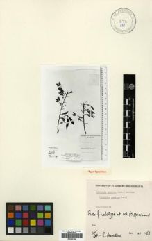 Type specimen at Edinburgh (E). : . Barcode: E00296168.