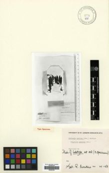 Type specimen at Edinburgh (E). : . Barcode: E00296169.