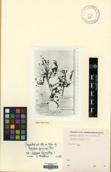 Type specimen at Edinburgh (E). : 410. Barcode: E00296171.