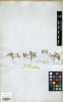 Type specimen at Edinburgh (E). Schimper, Georg: 238. Barcode: E00296182.