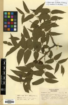 Type specimen at Edinburgh (E). Mexia, Ynes: 2633. Barcode: E00296186.