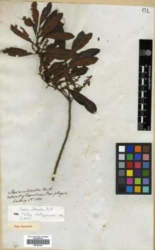 Type specimen at Edinburgh (E). Hartweg, Karl: 1380. Barcode: E00296189.