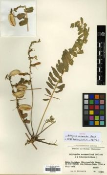 Type specimen at Edinburgh (E). Podlech, Dieter: 10900. Barcode: E00296192.