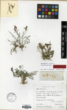 Type specimen at Edinburgh (E). Edmondson, John: 1221. Barcode: E00296204.