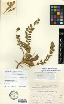 Type specimen at Edinburgh (E). Eig, Alexander; Zohary, Michael: . Barcode: E00296208.