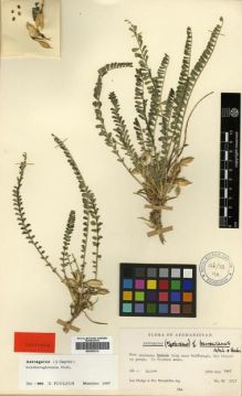 Type specimen at Edinburgh (E). Hedge, Ian; Wendelbo, Per: 3727. Barcode: E00296212.