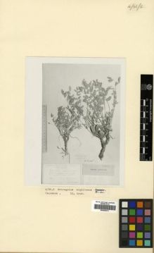 Type specimen at Edinburgh (E). Sosnowskyi, Dmitrii; Kemularia-Nathadze, L.M.; Mandenova, Ida: . Barcode: E00296213.