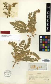 Type specimen at Edinburgh (E). Archibald, James: 1838. Barcode: E00296214.