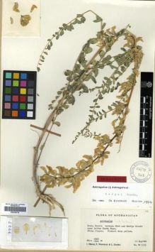 Type specimen at Edinburgh (E). Wendelbo, Per; Hedge, Ian; Ekberg, Lars: W 7778. Barcode: E00296216.