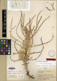 Type specimen at Edinburgh (E). Davis, Peter; Polunin, Oleg: D 26040. Barcode: E00296217.