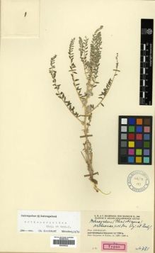 Type specimen at Edinburgh (E). Rechinger, Karl; Rechinger, Frida: 4731. Barcode: E00296222.