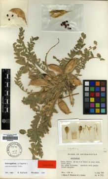 Type specimen at Edinburgh (E). Wendelbo, Per; Hedge, Ian; Ekberg, Lars: W7973. Barcode: E00296240.
