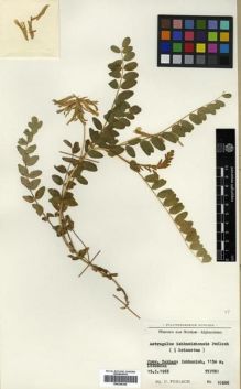 Type specimen at Edinburgh (E). Podlech, Dieter: 10686. Barcode: E00296244.
