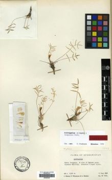 Type specimen at Edinburgh (E). Wendelbo, Per; Hedge, Ian; Ekberg, Lars: W8084. Barcode: E00296245.