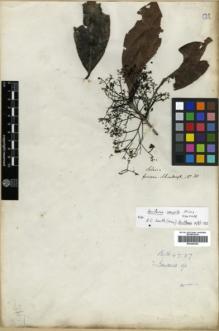 Type specimen at Edinburgh (E). Schomburgk, Robert: 38. Barcode: E00296252.