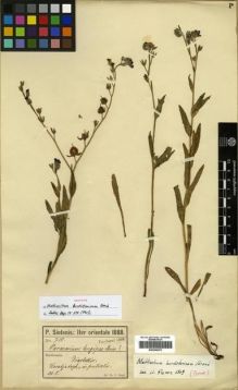 Type specimen at Edinburgh (E). Sintenis, Paul: 710. Barcode: E00296270.