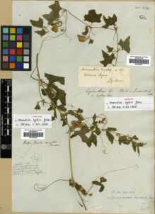 Type specimen at Edinburgh (E). Gillies, John: . Barcode: E00296287.
