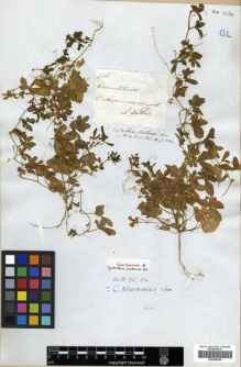 Type specimen at Edinburgh (E). Mathews, Andrew: 736. Barcode: E00296289.