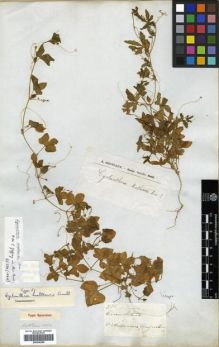 Type specimen at Edinburgh (E). Mathews, Andrew: 736. Barcode: E00296290.