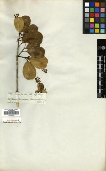 Type specimen at Edinburgh (E). Spruce, Richard: 3340. Barcode: E00296299.