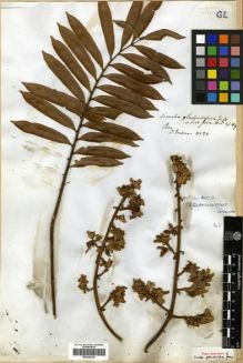 Type specimen at Edinburgh (E). Gardner, George: 20. Barcode: E00296300.