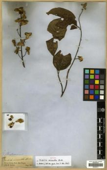 Type specimen at Edinburgh (E). Spruce, Richard: 1417. Barcode: E00296311.