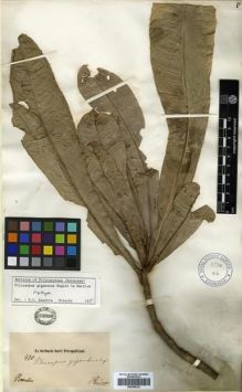 Type specimen at Edinburgh (E). Riedel, Ludwig: 470. Barcode: E00296323.