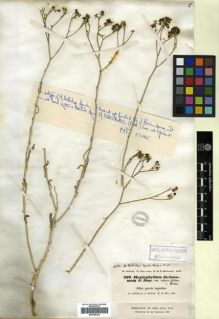Type specimen at Edinburgh (E). Kotschy, Carl (Karl): 438. Barcode: E00296324.