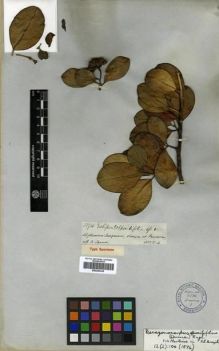 Type specimen at Edinburgh (E). Spruce, Richard: 3394. Barcode: E00296328.