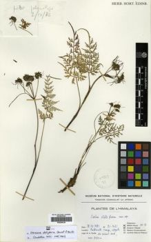 Type specimen at Edinburgh (E). Farille, M.: 81421. Barcode: E00296329.