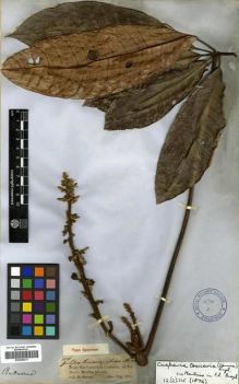 Type specimen at Edinburgh (E). Spruce, Richard: 2171. Barcode: E00296331.