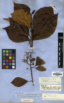 Type specimen at Edinburgh (E). Spruce, Richard: 4349. Barcode: E00296338.